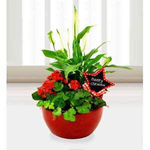 Prestige Flowers Christmas Plant Arrangement - Free Chocs