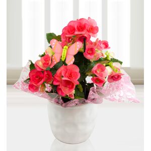 Prestige Flowers Beautiful Begonias - Free Chocs