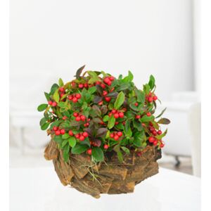 Prestige Flowers Rustic Red Berry Display - Free Chocs