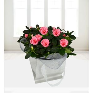Prestige Flowers luxury Azaleas  - Free Chocs