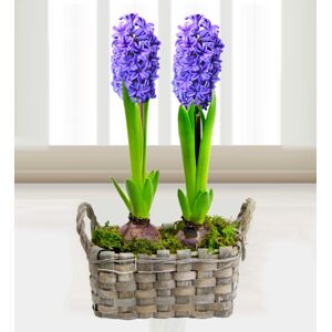 Prestige Flowers Hyacinth Basket - Free Chocs