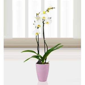 Prestige Flowers Phalaenopsis Bristol