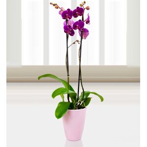 Prestige Flowers Phalaenopsis Rio Grand