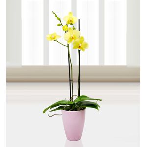 Prestige Flowers Phalaenopsis Alassio