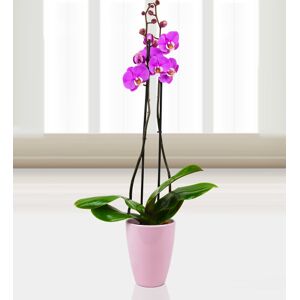 Prestige Flowers Phalaenopsis Luxor