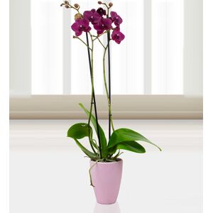 Prestige Flowers Phalaenopsis Montreux