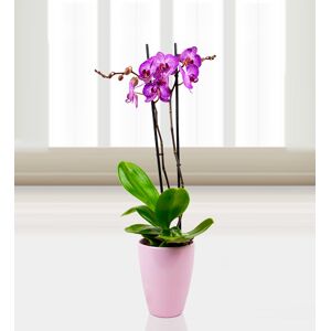 Prestige Flowers Phalaenopsis Paso Robles