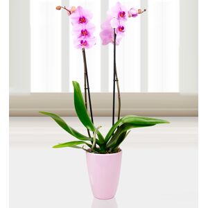 Prestige Flowers Phalaenopsis Washington