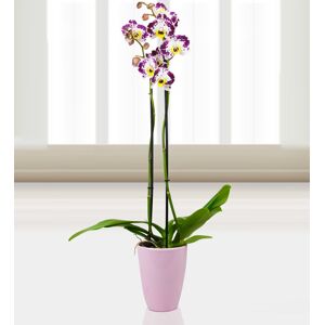 Prestige Flowers Phalaenopsis Zamora