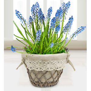 Prestige Flowers Muscari Basket - Free Chocs