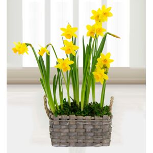 Prestige Flowers Spring Daffodil Basket - Free Chocs