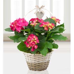 Prestige Flowers Basket of Hydrangeas - Free Chocs