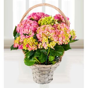 Prestige Flowers Hydrangea Basket - Free Chocs