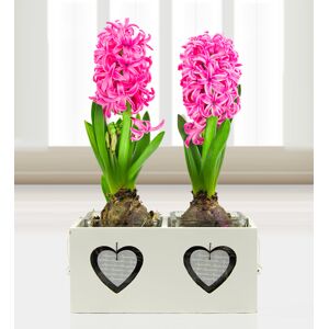 Prestige Flowers Spring Hyacinths - Free Chocs