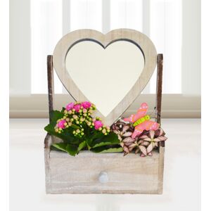 Prestige Flowers Kalanchoe with Love - Free Chocs