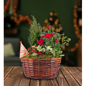 Prestige Flowers Traditional Christmas Basket - Christmas Plants - Indoor Christmas Plants - Outdoor Christmas Plants - Christmas Plant Gifts - Free Chocs