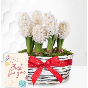 Prestige Flowers Winter Hyacinth Basket with Card