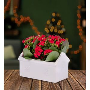 Prestige Flowers Christmas Kalanchoe House - Christmas Plants - Kalanchoe Plants - Christmas Indoor Plants - Houseplants - Plant Gifts  - Free Chocs