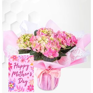 Prestige Flowers Spring Hydrangea with Card