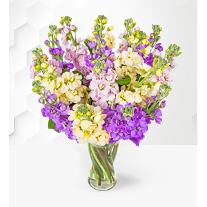Prestige Flowers Mixed Stocks - Stocks Bouquet - Flower Delivery - Flowers - Flowers By Post - Send Flowers