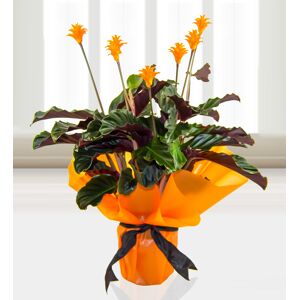 Prestige Flowers Calathea Celebration  - Free Chocs