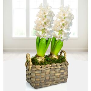 Prestige Flowers Hyacinth Duo Basket - Free Chocs