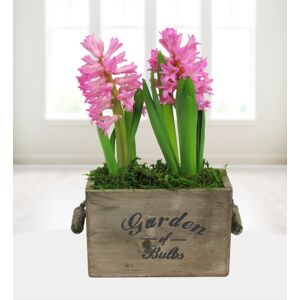 Prestige Flowers Sweet Hyacinth Duo - Free Chocs