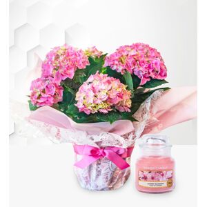 Prestige Flowers Heavenly Hydrangea Gift