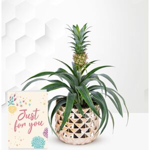 Prestige Flowers Golden Pineapple Plant with Card