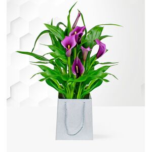 Prestige Flowers Calla Lily Plant  - Free Chocs