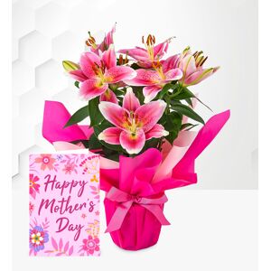 Prestige Flowers Oriental Lily with Card