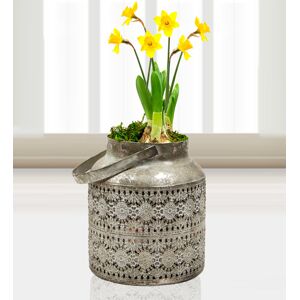 Prestige Flowers Mum's Daffodils - Free Chocs