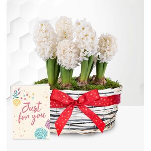 Prestige Flowers Winter Hyacinth Basket with Card