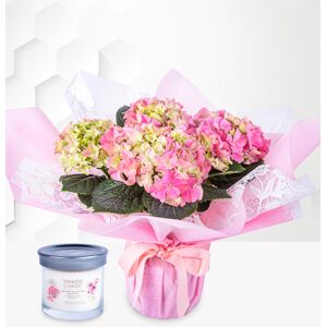 Prestige Flowers Heavenly Hydrangea Gift