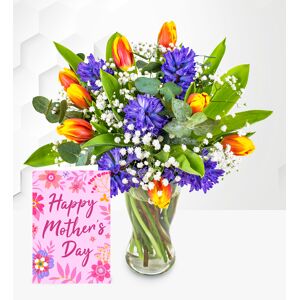 Prestige Flowers Hyacinth & Tulips with Card