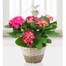 Prestige Flowers Basket of Hydrangeas - Free Chocs