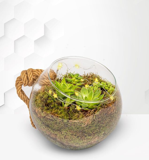 Prestige Flowers Large Organic Terrarium