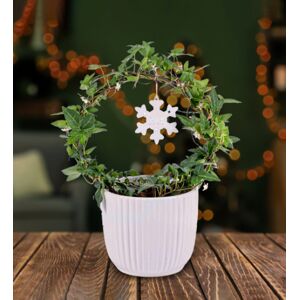 Prestige Flowers Christmas Ivy Hoop - Christmas Plants - Ivy Plants - Christmas Plant Gifts - Christmas Plant Delivery - Christmas Indoor Plants - Free Chocs