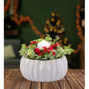 Prestige Flowers Christmas Candle Centrepiece - Christmas Plants - Indoor Plants - Indoor Plant Delivery - Christmas Plant Delivery - Free Chocs