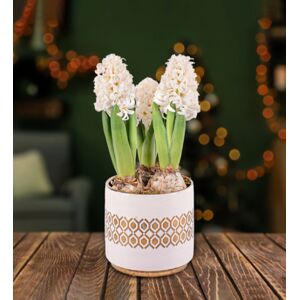 Prestige Flowers White Christmas Hyacinths - Christmas Indoor Plants - Christmas Indoor Plant Delivery - Christmas Plant Delivery  - Free Chocs