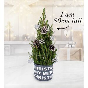 Prestige Flowers Luxury Merry Christmas Tree - Christmas Trees Delivered - Small Christmas Trees - Christmas Tree Delivery - Small Real Christmas Trees