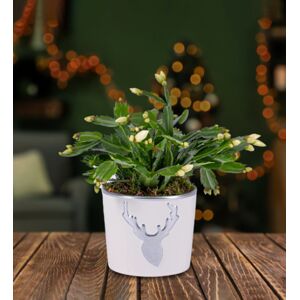 Prestige Flowers Christmas Cacti - Cacti Plants - Christmas Plants - Christmas Indoor Plants - Christmas Plant Delivery - Plant Gifts - Free Chocs