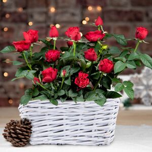 Prestige Flowers Christmas Red Rose Duo - Christmas Plants - Christmas Red Rose Plants - Red Rose Plant - Xmas Plants - Plant Gifts - Free Chocs