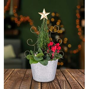 Prestige Flowers Novelty Tree Outdoor Planter - Christmas Outdoor Plants - Outdoor Plants - Christmas Plant Gifts - Xmas Plants  - Free Chocs