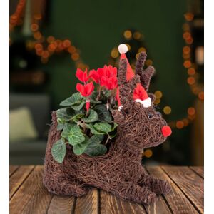 Prestige Flowers Christmas Cyclamen - Christmas Plants - Christmas Plant Gifts - Cyclamen Plants - Christmas Plant Delivery - Xmas Plants