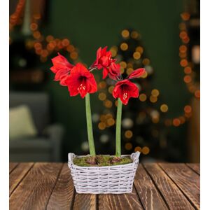 Prestige Flowers Christmas Amaryllis Basket - Christmas Plants - Amaryllis Plants - Christmas Plant Delivery - Indoor Plants - Indoor Plant Delivery - Free Chocs