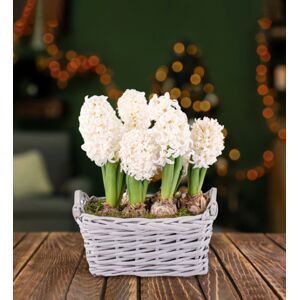 Prestige Flowers Winter Hyacinth Basket - Christmas Plants - Hyacinths Plants - Xmas Plants - Christmas Plant Delivery - Plant Gifts - Indoor Plants - Free Chocs
