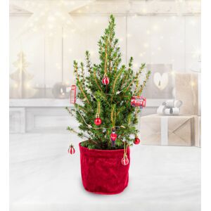 Prestige Flowers London Letterbox Christmas Tree - Mini Christmas Trees - Letterbox Christmas Trees - Christmas Trees Delivered - Tiny Christmas Trees