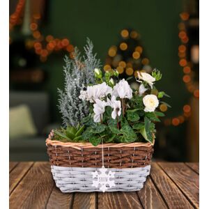 Prestige Flowers White Winter Basket - Christmas Plants - Xmas Plants - Christmas Plant Delivery - Plant Gifts - Plant Gift Delivery - Free Chocs