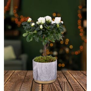 Prestige Flowers Festive Azalea Tree - Christmas Plants - Christmas Indoor Plants - Christmas Plant Delivery - Xmas Plants - Free Chocs